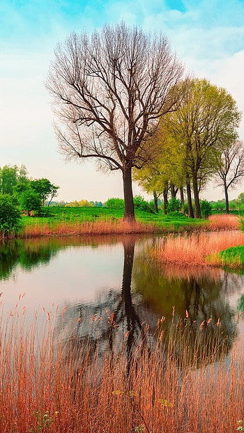 May, Tree Reflection, nature HD phone wallpaper