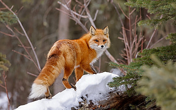 Fox, fur, animal, forest, snow HD wallpaper