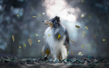Autumn leaves, animal, dog, sheltie, collie, autumn, leaf, caine HD wallpaper