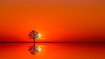 Strong sunset, horizon, awesome, colors, reflections, sunrise, nice, line, 1920x1080, digital, 3d, cg, strong, reflex, silhouette, ocean, art, sunsets, landscape, silhouettes, sunbright, tree, shadows, light, nature, black, right, high definition, moon, moonlight, abstract, amazing, water, sun, sea, orange, lakes, hite, cool, brightness, sky, splendor HD wallpaper