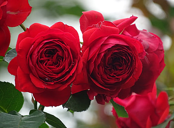 Red roses, Road, Nature, Red, Petals HD wallpaper