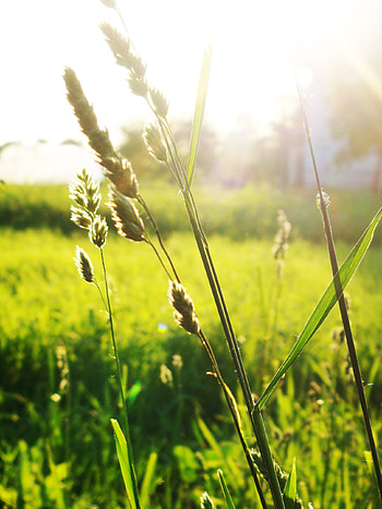 Plants, Grass HD phone wallpaper