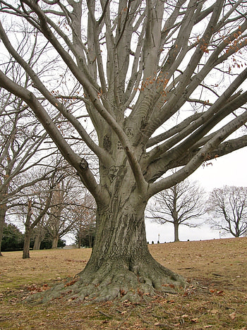 Deadly beech leaf disease, Identified across Connecticut, Rhode Island HD phone wallpaper