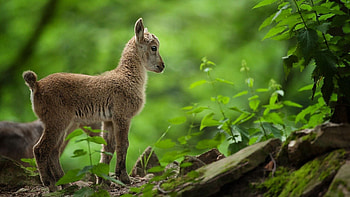 Animals, Grass, Young, Kid, Joey HD wallpaper