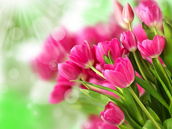 Tulips, pink, flowers, petals HD wallpaper
