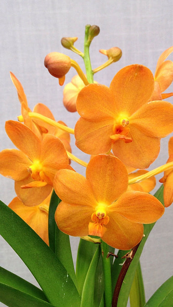 Vanda Orchid, Yellow HD phone wallpaper