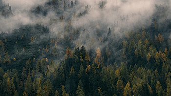 Fall fog, Autumn ambiance, Enchanting mist, Seasonal beauty HD wallpaper