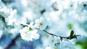 Flowers, Macro, Light, Petals, Branch, Light Coloured HD wallpaper