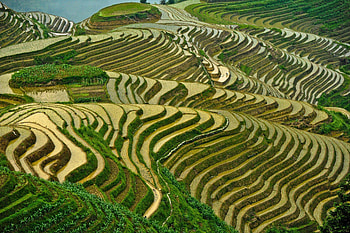 Rice fields, Nature's wonders, nature , Mary G. Stewart HD wallpaper
