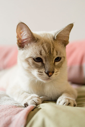 Animals, Cat, Pet, Grey, Sight, Opinion, Siamese HD phone wallpaper