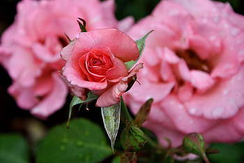 above_all_others, rose, pink, love, rosess, nature, flowers HD wallpaper