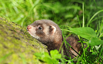 Animals, Grass, Muzzle, Hide, Polecat, Ferret, Lurk HD wallpaper