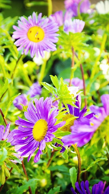 Cute Summer, Cute Flowers HD phone wallpaper
