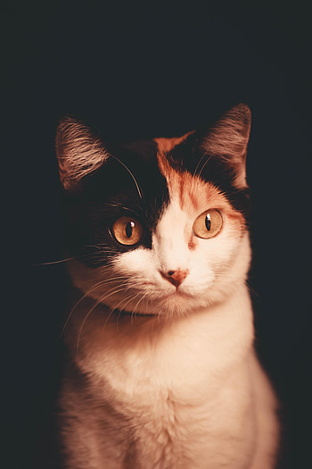 Animals, Dark, Cat, Pet, Sight, Opinion HD phone wallpaper