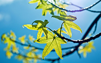 Nature, Sky, Leaves, Shine, Light, Young, Spring HD wallpaper
