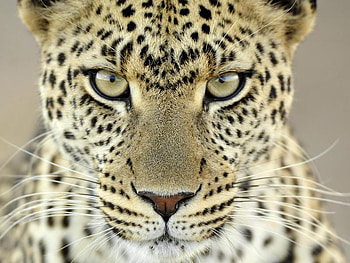I AM BOSS, looks, beautiful, serious, handsome HD wallpaper