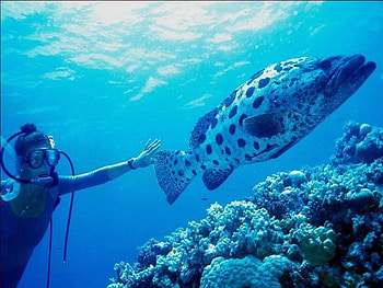 Underwater Animals, underwater, fish, animals, diving HD wallpaper