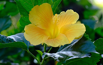 Hibiscus, macro, flower, yellow HD wallpaper