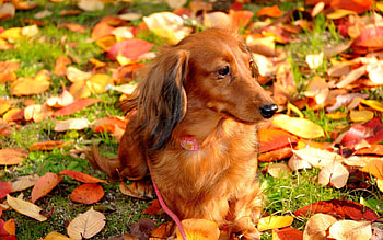 Animals, Dogs HD wallpaper