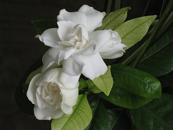 Plants, Flowers, Roses HD wallpaper