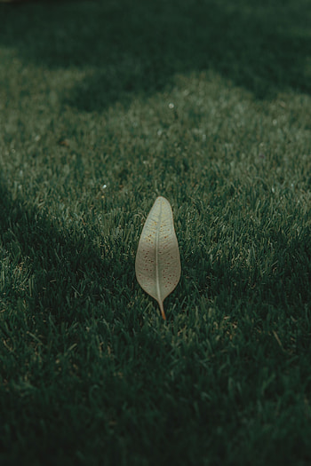 Grass, Macro, Lawn, Leaflet HD phone wallpaper