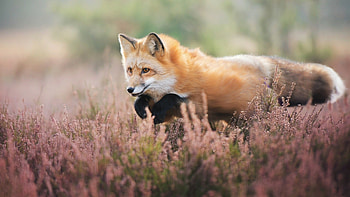 Fox portraits, Mysterious gaze, genic subjects, Animal kingdom HD wallpaper