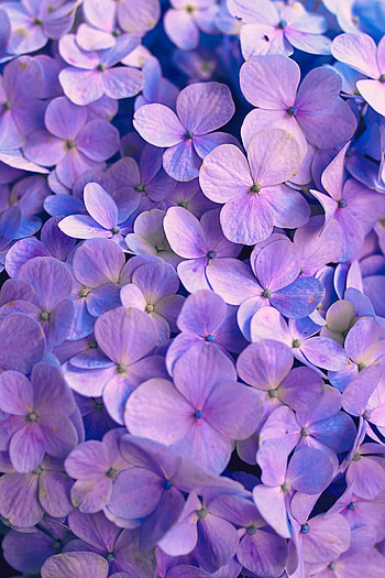 Flowers, Violet, Petals, Purple, Hydrangea HD phone wallpaper