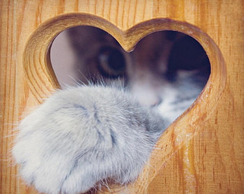 sweet, pretty, cute, cat, gift, paw, heart, gently HD wallpaper