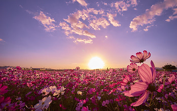 Flower field , Nature's backdrop, Vibrant colors, delight HD wallpaper