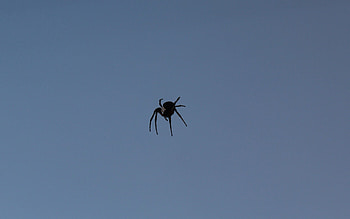 Macro, Insect, Shadow, Spider HD wallpaper