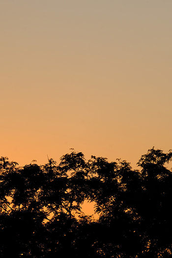 Nature, Trees, Sunset, Bush, Silhouette HD phone wallpaper