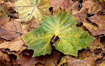 Nature, Autumn, Leaves, Maple HD wallpaper