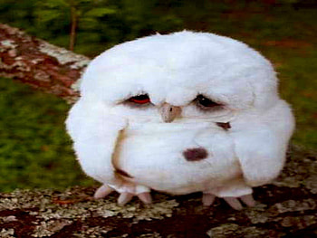 Sad Faced White Owl, sad, white, bird, cute, funny, owl HD wallpaper