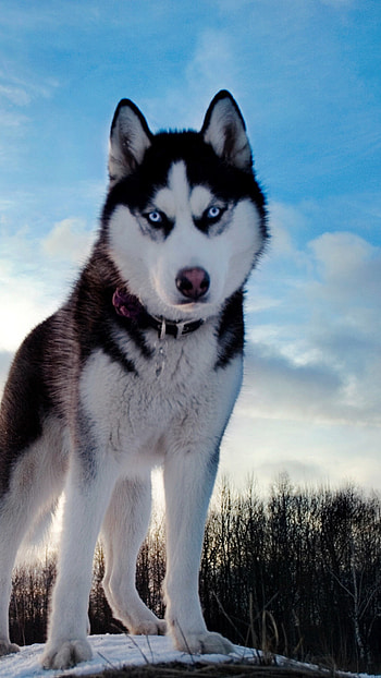 Husky Dog, Pet HD phone wallpaper
