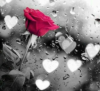 ღ❤ღ, rose, beautiful, macro, flower HD wallpaper