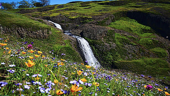 Table Mountain, Butte County, California, blossoms, river, wildflowers, landscape, colors, usa HD wallpaper