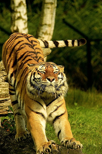 Close-up of a tiger stretching in the wild, showcasing its powerful form and striped fur. HD phone wallpaper