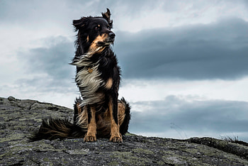 Border Collie, Cute Dogs HD wallpaper