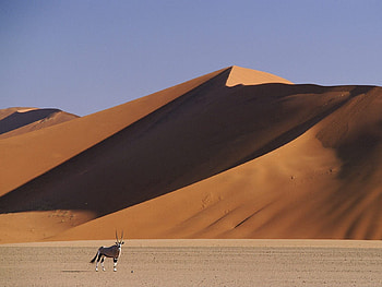 Nature, Sand, Desert, Animal, Dunes, Horns, Links, Artiodactyls, Hoofed HD wallpaper