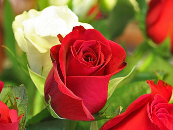 Flowers, Roses, Close-Up, Buds HD wallpaper