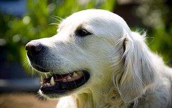 man and womans best friend, loveable, beautiful, friendly, handsome HD wallpaper