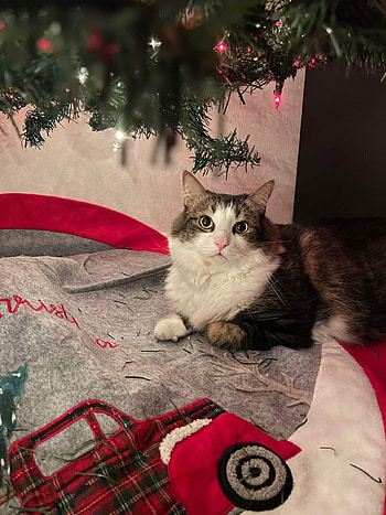Cat and tree, red truck, tartan, Christmas, christmas tree HD phone wallpaper
