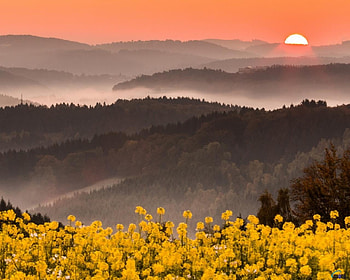 Sunrise over Mountains Sauerland, Germany, fog, flowers, sauerland, Germany, mountains, sunrise HD wallpaper
