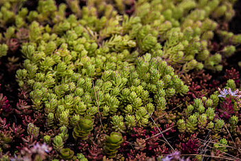 Flowers, Plant, Fern, Growing HD wallpaper