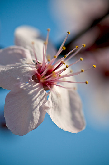Flower, Macro, Blur, Smooth, Close-Up, Flowering, Bloom, Spring HD phone wallpaper