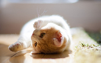 Animals, Kitty, Kitten, To Lie Down, Lie, Playful, Curiosity HD wallpaper