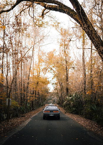 Cars, Road, Car, Asphalt, Grey, Back View, Rear View HD phone wallpaper