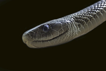 Fastest venomous snake, Dangerous predator, Earth's reptile, Fascinating facts HD wallpaper