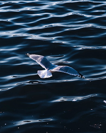 Animals, Water, Sea, Bird, Gull, Seagull, Wings HD phone wallpaper
