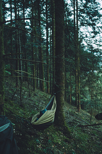 Nature, Trees, Forest, Journey, Hammock HD phone wallpaper